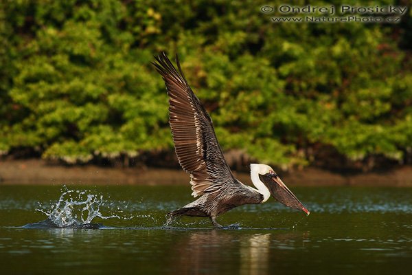 Pelikán hnědý (Pelecanus occidentalis), Pelikán hnědý (Pelecanus occidentalis), Brown Pelikan, Autor: Ondřej Prosický | NaturePhoto.cz, Model: Canon EOS-1D Mark II N, Objektiv: Canon EF 400mm f/5.6 L USM, Ohnisková vzdálenost (EQ35mm): 520.00 mm, stativ Gitzo 1227, Clona: 7.1, Doba expozice: 1/1000 s, ISO: 320, Kompenzace expozice: -2/3, Blesk: ne, Vytvořeno: 12. ledna 2007 8:40:34, Fishing Pier, ostrov Sanibel, (Florida, USA) 
