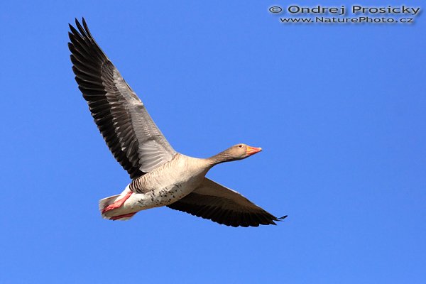 Husa velká (Anser anser), Husa velká (Anser anser), Greylag Goose, Autor: Ondřej Prosický | NaturePhoto.cz, Model: Canon EOS 20D, Objektiv: Canon EF 400mm f/5.6 L USM, Ohnisková vzdálenost (EQ35mm): 640.00 mm, sfotografováno z ruky, Clona: 6.3, Doba expozice: 1/4000 s, ISO: 400, Kompenzace expozice: -1/3 EV, Blesk: ne, Vytvořeno: 11. března 2007 9:53:46, Chomutov (ČR) 