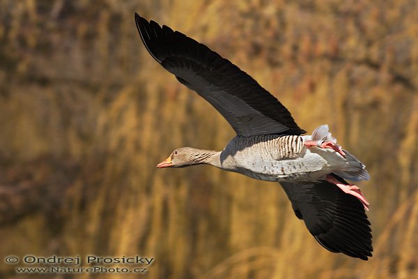 Husa velká (Anser anser), Husa velká (Anser anser), Greylag Goose, Autor: Ondřej Prosický | NaturePhoto.cz, Model: Canon EOS 20D, Objektiv: Canon EF 400mm f/5.6 L USM, Ohnisková vzdálenost (EQ35mm): 640.00 mm, fotografováno z ruky, Clona: 6.3, Doba expozice: 1/1000 s, ISO: 200, Kompenzace expozice: 0 EV, Blesk: Ano (externí Sigma EF-500 DG Super, -2 EV, Better Beamer), Vytvořeno: 11. března 2007 9:38:20, Chomutov, (ČR)