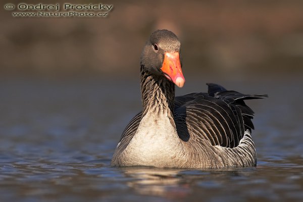 Husa velká (Anser anser), Husa velká (Anser anser), Greylag Goose, Autor: Ondřej Prosický | NaturePhoto.cz, Model: Canon EOS 20D, Objektiv: Canon EF 400mm f/5.6 L USM, Ohnisková vzdálenost (EQ35mm): 640.00 mm, stativ Gitzo 1227, Clona: 7.1, Doba expozice: 1/800 s, ISO: 400, Kompenzace expozice: -1/3 EV, Blesk: ne, Vytvořeno: 11. března 2007 10:35:24, Chomutov (ČR)