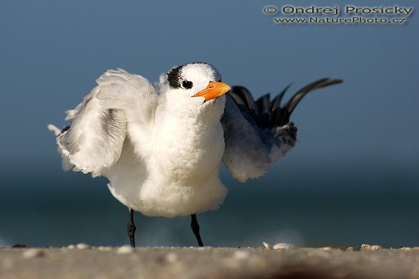 Rybák královský (Thalasseus maximus), Rybák královský (Thalasseus maximus), Royal Tern, Autor: Ondřej Prosický | NaturePhoto.cz, Model: Canon EOS-1D Mark II N, Objektiv: Canon EF 400mm f/5.6 L USM, Ohnisková vzdálenost (EQ35mm): 520.00 mm, objektiv opřen o zem, Clona: 6.3, Doba expozice: 1/2000 s, ISO: 100, Kompenzace expozice: 0 EV, Blesk: Ano (externí Sigma EF-500 DG Super, -2 EV, Better Beamer), Vytvořeno: 12. ledna 2007 9:54:23, Little Estero Lagoon, Ft. Myers Beach (Florida, USA)