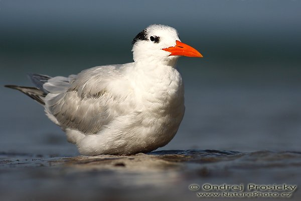 Rybák královský (Sterna maxima), Rybák královský (Sterna maxima), Royal Tern, Autor: Ondřej Prosický | NaturePhoto.cz, Model: Canon EOS-1D Mark II N, Objektiv: Canon EF 400mm f/5.6 L USM, Ohnisková vzdálenost (EQ35mm): 520.00 mm, fotografováno z ruky, Clona: 6.3, Doba expozice: 1/2500 s, ISO: 100, Kompenzace expozice: -1/3 EV, Blesk: ne, Vytvořeno: 12. ledna 2007 10:18:33, Little Estero Lagoon, Ft. Myers Beach (Florida, USA) 