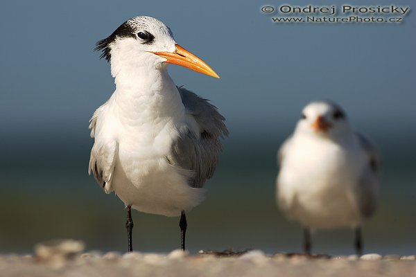 Rybák královský (Sterna maxima), mladý pták, Rybák královský (Sterna maxima), Royal Tern, Autor: Ondřej Prosický | NaturePhoto.cz, Model: Canon EOS-1D Mark II N, Objektiv: Canon EF 400mm f/5.6 L USM, Ohnisková vzdálenost (EQ35mm): 520.00 mm, objektiv opřen o zem, Clona: 6.3, Doba expozice: 1/1250 s, ISO: 100, Kompenzace expozice: 0 EV, Blesk: Ano (externí Sigma EF-500 DG Super, -2 EV, Better Beamer), Vytvořeno: 12. ledna 2007 9:59:14, Little Estero Lagoon, Ft. Myers Beach (Florida, USA) 