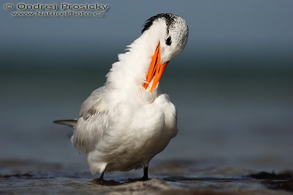 Rybák královský (Sterna maxima), Rybák královský (Sterna maxima), Royal Tern, Autor: Ondřej Prosický | NaturePhoto.cz, Model: Canon EOS-1D Mark II N, Objektiv: Canon EF 400mm f/5.6 L USM, Ohnisková vzdálenost (EQ35mm): 520.00 mm, fotografováno z ruky, Clona: 6.3, Doba expozice: 1/2500 s, ISO: 100, Kompenzace expozice: -1/3 EV, Blesk: ne, Vytvořeno: 12. ledna 2007 10:17:39, Little Estero Lagoon, Ft. Myers Beach (Florida, USA) 