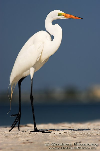 Volavka bílá (Egretta alba), Fotografie: Volavka bílá (Egretta alba), Great Egret, Autor: Ondřej Prosický | NaturePhoto.cz, Model: Canon EOS-1D Mark II N, Objektiv: Canon EF 400mm f/5.6 L USM, Ohnisková vzdálenost (EQ35mm): 520.00 mm, stativ Gitzo 1227, Clona: 5.6, Doba expozice: 1/2000 s, ISO: 100, Kompenzace expozice: 0 EV, Blesk: Ano (externí Sigma EF-500 DG Super, -3 EV, Better Beamer), Vytvořeno: 11. ledna 2007 12:24:06, Little Estero Lagoon, Ft. Myers Beach (Florida, USA) 
