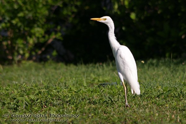 Volavka bělostná (Egretta thula), Volavka bělostná (Egretta thula), Autor: Ondřej Prosický, Model aparátu: Canon EOS 300D DIGITAL, Objektiv: Canon EF 75-300mm F/4.5-5.6 IS USM, Ohnisková vzdálenost: 300.00 mm, Clona: 8.00, Doba expozice: 1/500 s, ISO: 100, Vyvážení expozice: -0.33, Blesk: Ne, Vytvořeno: 12. dubna 2004 8:23:33, ostrov Antigua (Malé Antily)