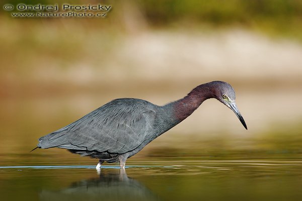 Volavka modrošedá (Egretta caerulea), Volavka modrošedá (Egretta caerulea), Little Blue Heron, Autor: Ondřej Prosický | NaturePhoto.cz, Model: Canon EOS-1D Mark II N, Objektiv: Canon EF 400mm f/5.6 L USM, Ohnisková vzdálenost (EQ35mm): 520.00 mm, stativ Gitzo 1227, Clona: 6.3, Doba expozice: 1/800 s, ISO: 100, Kompenzace expozice: 0 EV, Blesk: ne, Vytvořeno: 12. ledna 2007 9:14:15, Little Estero Lagoon, Ft. Myers Beach (Florida, USA) 