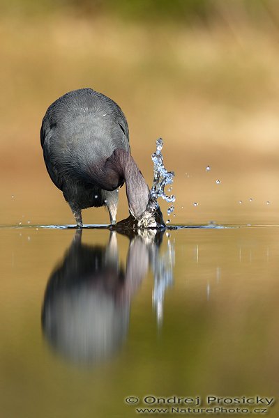 Volavka modrošedá (Egretta caerulea), Fotografie: Volavka modrošedá (Egretta caerulea), Little Blue Heron, Autor: Ondřej Prosický | NaturePhoto.cz, Model: Canon EOS-1D Mark II N, Objektiv: Canon EF 400mm f/5.6 L USM, Ohnisková vzdálenost (EQ35mm): 520.00 mm, stativ Gitzo 1227, Clona: 6.3, Doba expozice: 1/800 s, ISO: 100, Kompenzace expozice: 0 EV, Blesk: Ano, Vytvořeno: 12. ledna 2007 9:15:11, Little Estero Lagoon, Ft. Myers Beach (Florida, USA) 