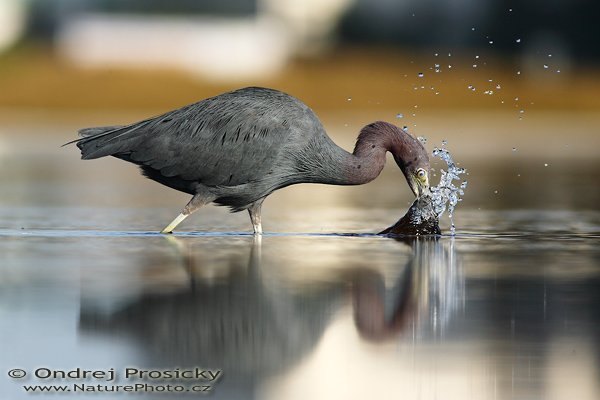 Volavka modrošedá (Egretta caerulea), Fotografie: Volavka modrošedá (Egretta caerulea), Little Blue Heron, Autor: Ondřej Prosický | NaturePhoto.cz, Model: Canon EOS-1D Mark II N, Objektiv: Canon EF 400mm f/5.6 L USM, Ohnisková vzdálenost (EQ35mm): 520.00 mm, stativ Gitzo 1227, Clona: 7.1, Doba expozice: 1/800 s, ISO: 100, Kompenzace expozice: 0 EV, Blesk: Ano (externí Sigma EF-500 DG Super, -2 EV, Better Beamer), Vytvořeno: 12. ledna 2007 9:19:28, Little Estero Lagoon, Ft. Myers Beach (Florida, USA)