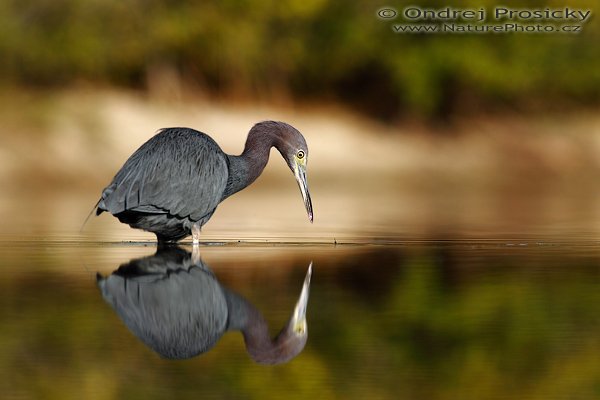 Volavka modrošedá (Egretta caerulea), Fotografie: Volavka modrošedá (Egretta caerulea), Great Blue Heron, Autor: Ondřej Prosický | NaturePhoto.cz, Model: Canon EOS-1D Mark II N, Objektiv: Canon EF 400mm f/5.6 L USM, Ohnisková vzdálenost (EQ35mm): 520.00 mm, stativ Gitzo 1227, Clona: 7.1, Doba expozice: 1/1000 s, ISO: 100, Kompenzace expozice: 0 EV, Blesk: Ano (externí Sigma EF-500 DG Super, -2 EV, Better Beamer), Vytvořeno: 12. ledna 2007 9:16:24, Little Estero Lagoon, Ft. Myers Beach (Florida, USA)