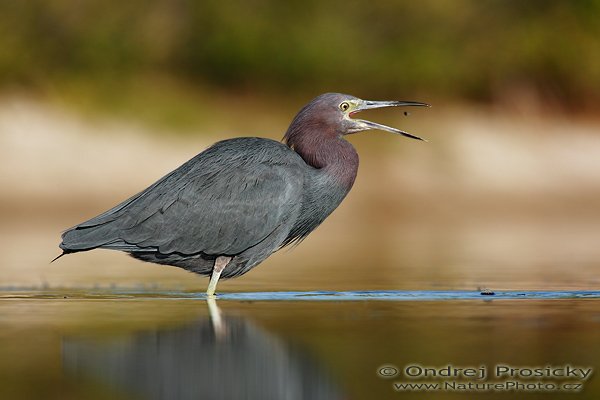 Fotografie: Volavka modrošedá (Egretta caerulea), Volavka modrošedá (Egretta caerulea), Little Blue Heron, Autor: Ondřej Prosický | NaturePhoto.cz, Model: Canon EOS-1D Mark II N, Objektiv: Canon EF 400mm f/5.6 L USM, Ohnisková vzdálenost (EQ35mm): 520.00 mm, stativ Gitzo 1227, Clona: 6.3, Doba expozice: 1/800 s, ISO: 100, Kompenzace expozice: 0 EV, Blesk: ne, Vytvořeno: 12. ledna 2007 9:14:30, Little Estero Lagoon, Ft. Myers Beach (Florida, USA) 
