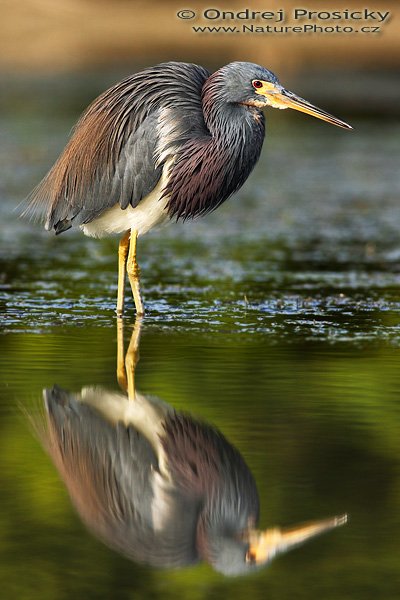 Volavka modrošedá (Egretta caerulea), Fotografie: Volavka modrošedá (Egretta caerulea), Little Blue Heron, Autor: Ondřej Prosický | NaturePhoto.cz, Model: Canon EOS-1D Mark II N, Objektiv: Canon EF 400mm f/5.6 L USM, Ohnisková vzdálenost (EQ35mm): 520.00 mm, stativ Gitzo 1227, Clona: 7.1, Doba expozice: 1/640 s, ISO: 320, Kompenzace expozice: -2/3 EV, Blesk: Ano (externí Sigma EF-500 DG Super, -2 EV, Better Beamer), Vytvořeno: 12. ledna 2007 8:50:26, Little Estero Lagoon, Ft. Myers Beach (Florida, USA) 