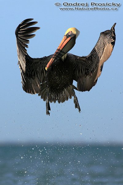 Pelikán hnědý (Pelecanus occidentalis), Pelikán hnědý (Pelecanus occidentalis), Brown Pelican, Autor: Ondřej Prosický, Fotoparát: Canon EOS 1D Mark II N, Objektiv: Canon EF 400mm f/5.6 L USM, Ohnisková vzdálenost (EQ35mm): 520 mm, fotografováno z ruky, Clona: 6.3, Doba expozice: 1/1250 s, ISO: 100, Režim měření expozice: se zdůrazněným středem, Kompenzace expozice: 0 EV, Blesk: ne, Vytvořeno: 12. ledna 2007 10:03, Mexický záliv u Ft. Myers Beach (Florida, USA)