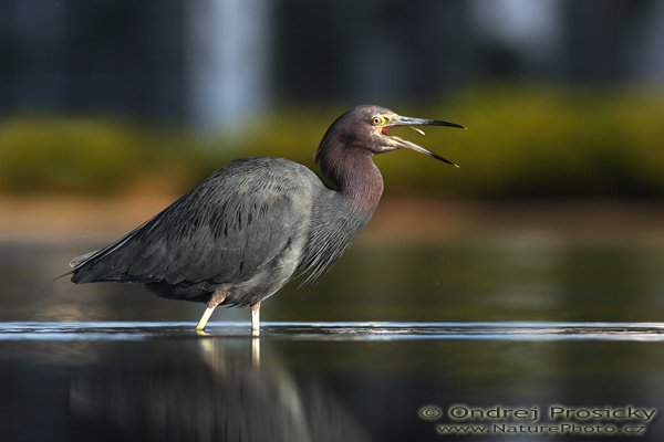 Volavka modrošedá (Egretta caerulea), Fotografie: Volavka modrošedá (Egretta caerulea), Little Blue Heron, Autor: Ondřej Prosický | NaturePhoto.cz, Model: Canon EOS-1D Mark II N, Objektiv: Canon EF 400mm f/5.6 L USM, Ohnisková vzdálenost (EQ35mm): 520.00 mm, stativ Gitzo 1227, Clona: 7.1, Doba expozice: 1/800 s, ISO: 100, Kompenzace expozice: 0 EV, Blesk: ne, Vytvořeno: 12. ledna 2007 9:19:28, Little Estero Lagoon, Ft. Myers Beach (Florida, USA)