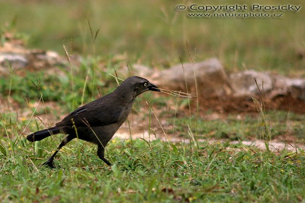 Vlhovec karibský (Quiscalus lugubris), Vlhovec karibský (Quiscalus lugubris), Carib Grackle, Autor: Ondřej Prosický, Model aparátu: Canon EOS 300D DIGITAL, Objektiv Canon EF 75-300 f/4.5-5.6 IS USM, Ohnisková vzdálenost: 270.00 mm, Clona: 5.60, Doba expozice: 1/250 s, ISO: 100, Vyvážení expozice: -0.33, Blesk: Ne, Vytvořeno: 31. března 2004 8:51:27, u pevnosti Dubuc na ostrově Martinik (Malé Antily)