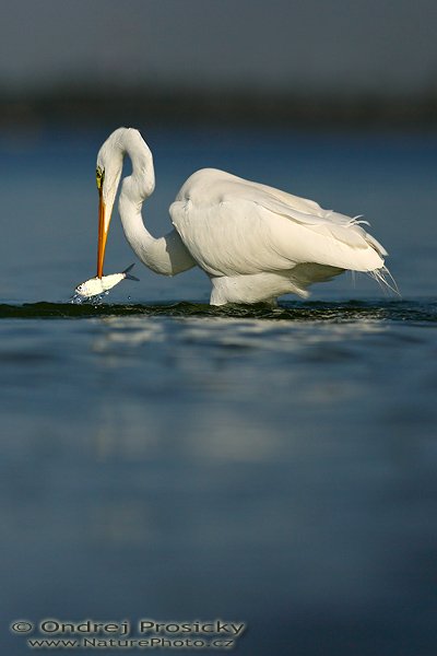 Volavka bílá (Egretta alba), Fotografie: Volavka bílá (Egretta alba), Great Egret, Autor: Ondřej Prosický | NaturePhoto.cz, Model: Canon EOS-1D Mark II N, Objektiv: Canon EF 400mm f/5.6 L USM, Ohnisková vzdálenost (EQ35mm): 520.00 mm, stativ Gitzo 1227, Clona: 5.6, Doba expozice: 1/4000 s, ISO: 100, Kompenzace expozice: -2/3 EV, Blesk: ne, Vytvořeno: 12. ledna 2007 9:34, pobřeží oceánu u Ft. Myers Beach (Florida, USA)