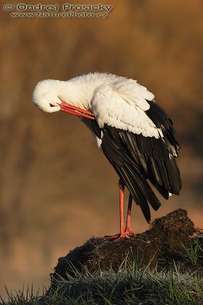 Čáp bílý (Ciconia ciconia), Čáp bílý (Ciconia ciconia), White Stork, Autor: Ondřej Prosický | NaturePhoto.cz, Model: Canon EOS 20D, Objektiv: Canon EF 400mm f/5.6 L USM, Ohnisková vzdálenost (EQ35mm): 640 mm, stativ Gitzo 1227, Clona: 6.3, Doba expozice: 1/1000 s, ISO: 200, Kompenzace expozice: -1/3 EV, Blesk: ne, Vytvořeno: 15. dubna 2007 7:03, ochočený pták, Milovy (ČR)