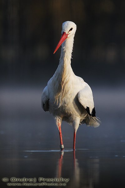 Čáp bílý (Ciconia ciconia), Čáp bílý (Ciconia ciconia), White Stork, Autor: Ondřej Prosický | NaturePhoto.cz, Model: Canon EOS 20D, Objektiv: Canon EF 400mm f/5.6 L USM, Ohnisková vzdálenost (EQ35mm): 640 mm, stativ Gitzo 1227, Clona: 5.6, Doba expozice: 1/640 s, ISO: 200, Kompenzace expozice: -1/3 EV, Blesk: ne, Vytvořeno: 15. dubna 2007 7:11, ochočený pták, Milovy (ČR)