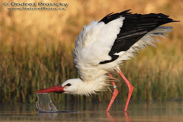 Čáp bílý (Ciconia ciconia), Čáp bílý (Ciconia ciconia), White Stork, Autor: Ondřej Prosický | NaturePhoto.cz, Model: Canon EOS 20D, Objektiv: Canon EF 400mm f/5.6 L USM, Ohnisková vzdálenost (EQ35mm): 640 mm, stativ Gitzo 1227, Clona: 6.3, Doba expozice: 1/800 s, ISO: 100, Kompenzace expozice: -1/3 EV, Blesk: ne, Vytvořeno: 15. dubna 2007 7:21, ochočený pták, Milovy (ČR)