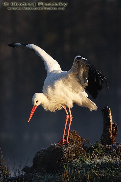 Čáp bílý (Ciconia ciconia), Čáp bílý (Ciconia ciconia), White Stork, Autor: Ondřej Prosický | NaturePhoto.cz, Model: Canon EOS 20D, Objektiv: Canon EF 400mm f/5.6 L USM, Ohnisková vzdálenost (EQ35mm): 640 mm, stativ Gitzo 1227, Clona: 6.3, Doba expozice: 1/800 s, ISO: 200, Kompenzace expozice: -2/3 EV, Blesk: ne, Vytvořeno: 15. dubna 2007 6:58, ochočený pták, Milovy (ČR)