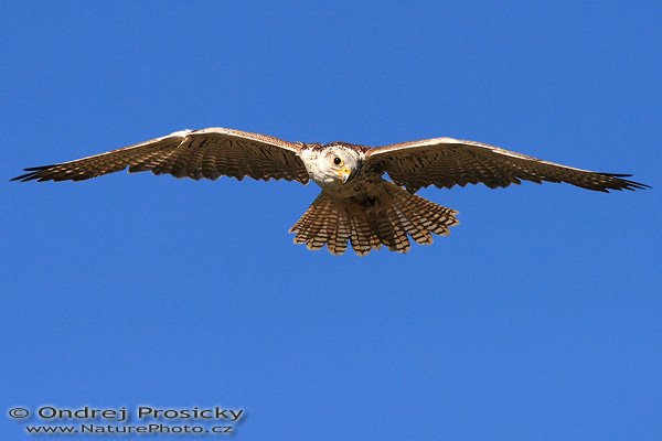 Raroh velký (Falco cherrug), Raroh velký (Falco cherrug), Saker Falcon, Ondřej Prosický | NaturePhoto.cz, Model: Canon EOS 20D, Objektiv: Canon EF 400mm f/5.6 L USM, Ohnisková vzdálenost (EQ35mm): 640 mm, fotografováno z ruky, Clona: 8, Doba expozice: 1/2000 s, ISO: 400, Kompenzace expozice: +1/3 EV, Blesk: ne, Vytvořeno: 15. dubna 2007 10:02, sokolnicky vedený dravec, Milovy (ČR)