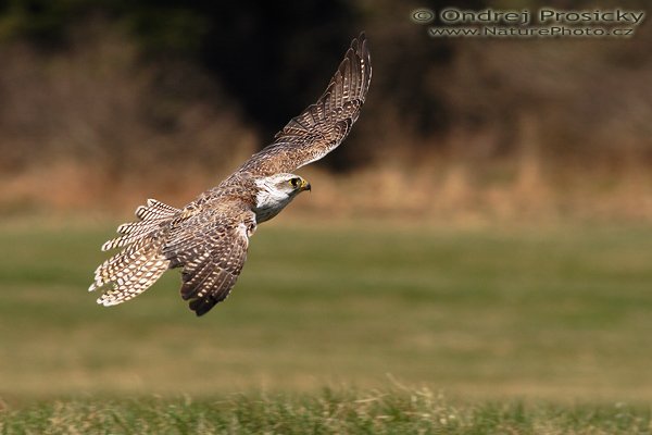 Raroh velký (Falco cherrug), Raroh velký (Falco cherrug), Saker Falcon, Ondřej Prosický | NaturePhoto.cz, Model: Canon EOS 20D, Objektiv: Canon EF 400mm f/5.6 L USM, Ohnisková vzdálenost (EQ35mm): 640 mm, fotografováno z ruky, Clona: 9, Doba expozice: 1/1600 s, ISO: 400, Kompenzace expozice: 0 EV, Blesk: ne, Vytvořeno: 15. dubna 2007 10:54, sokolnicky vedený dravec, Milovy (ČR)