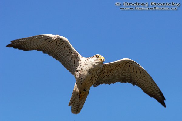 Raroh velký (Falco cherrug), Raroh velký (Falco cherrug), Saker Falcon, Ondřej Prosický | NaturePhoto.cz, Model: Canon EOS 20D, Objektiv: Canon EF 400mm f/5.6 L USM, Ohnisková vzdálenost (EQ35mm): 640 mm, fotografováno z ruky, Clona: 8, Doba expozice: 1/2000 s, ISO: 400, Kompenzace expozice: +1/3 EV, Blesk: ne, Vytvořeno: 15. dubna 2007 10:06, sokolnicky vedený dravec, Milovy (ČR)