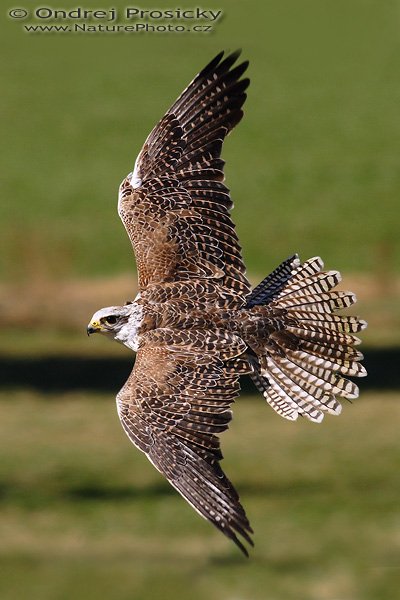 Raroh velký (Falco cherrug), Raroh velký (Falco cherrug), Saker Falcon, Ondřej Prosický | NaturePhoto.cz, Model: Canon EOS 20D, Objektiv: Canon EF 400mm f/5.6 L USM, Ohnisková vzdálenost (EQ35mm): 640 mm, fotografováno z ruky, Clona: 9, Doba expozice: 1/1250 s, ISO: 400, Kompenzace expozice: 0 EV, Blesk: ne, Vytvořeno: 15. dubna 2007 10:53, sokolnicky vedený dravec, Milovy (ČR)