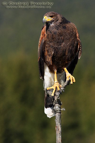 Káně Harrisova (Parabuteo unicinctus), Káně Harrisova (Parabuteo unicinctus), Harris´s Hawk, Ondřej Prosický | NaturePhoto.cz, Model: Canon EOS 20D, Objektiv: Canon EF 200mm f/2.8 L USM + TC Canon 1,4x, Ohnisková vzdálenost (EQ35mm): 448 mm, fotografováno z ruky, Clona: 7.1, Doba expozice: 1/1600 s, ISO: 400, Kompenzace expozice: 0 EV, Blesk: Ano (externi Sigma EF-500 DG Super, -2 EV, Better Beamer), Vytvořeno: 15. dubna 2007 10:21, sokolnicky vedený dravec, Milovy (ČR)