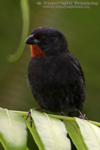 Kněžík menší (Loxigilla noctis), Kněžík menší (Loxigilla noctis), Lesser Antillean Bullfinch, v zahradě Jardin de Balata na ostrově Martinik