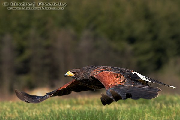 Káně Harrisova (Parabuteo unicinctus), Káně Harrisova (Parabuteo unicinctus), Harris´s Hawk, Ondřej Prosický | NaturePhoto.cz, Model: Canon EOS 20D, Objektiv: Canon EF 200mm f/2.8 L USM, Ohnisková vzdálenost (EQ35mm): 320 mm, fotografováno z ruky, Clona: 7.1, Doba expozice: 1/1600 s, ISO: 400, Kompenzace expozice: 0 EV, Blesk: Ne, Vytvořeno: 15. dubna 2007 10:21, sokolnicky vedený dravec, Milovy (ČR)