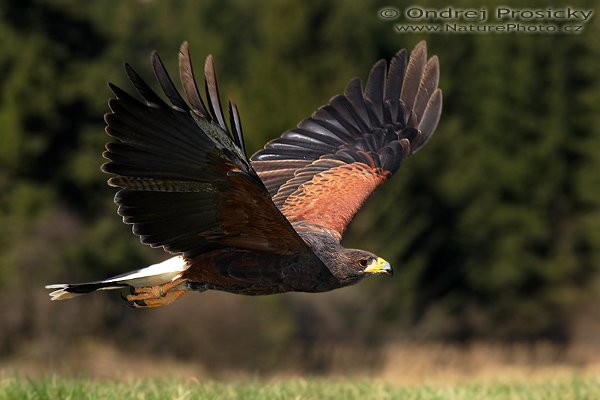 Káně Harrisova (Parabuteo unicinctus), Káně Harrisova (Parabuteo unicinctus), Harris´s Hawk, Ondřej Prosický | NaturePhoto.cz, Model: Canon EOS 20D, Objektiv: Canon EF 200mm f/2.8 L USM, Ohnisková vzdálenost (EQ35mm): 320 mm, fotografováno z ruky, Clona: 7.1, Doba expozice: 1/2000 s, ISO: 400, Kompenzace expozice: 0 EV, Blesk: Ano (externi Sigma EF-500 DG Super, -2 EV, Better Beamer), Vytvořeno: 15. dubna 2007 10:21, sokolnicky vedený dravec, Milovy (ČR)