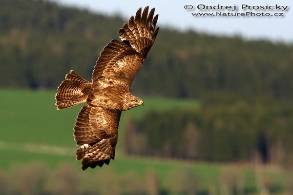 Káně lesní (Buteo buteo), Káně lesní (Buteo buteo), Common Buzzard, Autor: Ondřej Prosický | NaturePhoto.cz, Model: Canon EOS 20D, Objektiv: Canon EF 400mm f/5.6 L USM, Ohnisková vzdálenost (EQ35mm): 640 mm, fotografováno z ruky, Clona: 8, Doba expozice: 1/2000 s, ISO: 400, Kompenzace expozice: 0 EV, Blesk: ne, Vytvořeno: 14. dubna 2007 18:26, sokolnicky vedený dravec, Milovy (ČR)