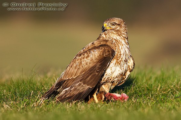 Káně lesní (Buteo buteo), Káně lesní (Buteo buteo), Common Buzzard, Autor: Ondřej Prosický | NaturePhoto.cz, Model: Canon EOS 20D, Objektiv: Canon EF 400mm f/5.6 L USM, Ohnisková vzdálenost (EQ35mm): 640 mm, stativ Gitzo 1227 LVL, Clona: 5.6, Doba expozice: 1/400 s, ISO: 100, Kompenzace expozice: +1/3 EV, Blesk: ne, Vytvořeno: 14. dubna 2007 18:52, Workshop Milovy (ČR)