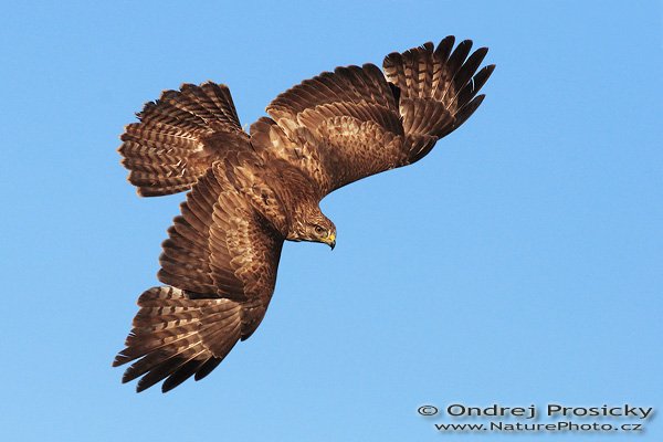 Káně lesní (Buteo buteo), Fotografie: Káně lesní (Buteo buteo), Common Buzzard, Autor: Ondřej Prosický | NaturePhoto.cz, Model: Canon EOS 20D, Objektiv: Canon EF 400mm f/5.6 L USM, Ohnisková vzdálenost (EQ35mm): 640 mm, fotografováno z ruky, Clona: 8, Doba expozice: 1/2000 s, ISO: 400, Kompenzace expozice: 0 EV, Blesk: ne, Vytvořeno: 14. dubna 2007 18:23, sokolnicky vedený dravec, Milovy (ČR)