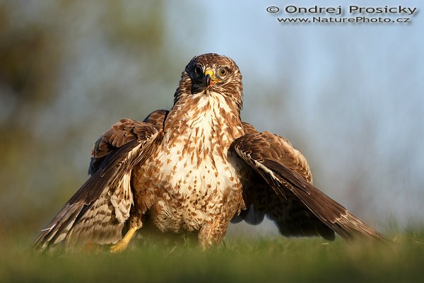 Káně lesní (Buteo buteo), Káně lesní (Buteo buteo), Common Buzzard, Autor: Ondřej Prosický | NaturePhoto.cz, Model: Canon EOS 20D, Objektiv: Canon EF 400mm f/5.6 L USM, Ohnisková vzdálenost (EQ35mm): 640 mm, stativ Gitzo 1227 LVL, Clona: 5.6, Doba expozice: 1/500 s, ISO: 100, Kompenzace expozice: +2/3 EV, Blesk: ne, Vytvořeno: 14. dubna 2007 18:47, Workshop Milovy (ČR)