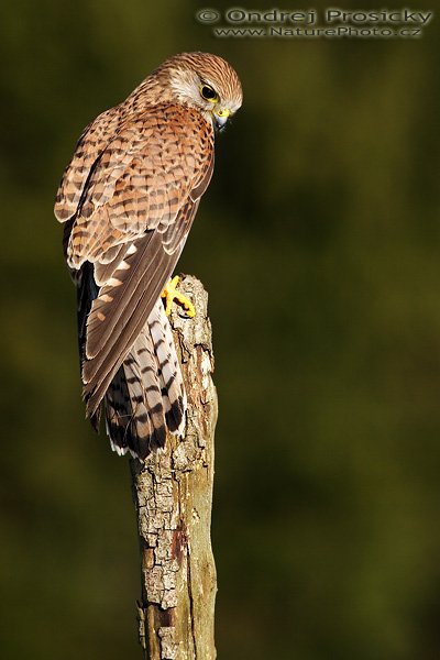 Poštolka obecná (Falco tinnunculus), Poštolka obecná (Falco tinnunculus), Common Kestrel, Autor: Ondřej Prosický | NaturePhoto.cz, Model: Canon EOS 20D, Objektiv: Canon EF 400mm f/5.6 L USM, Ohnisková vzdálenost (EQ35mm): 640 mm, stativ Gitzo 1227 LVL, Clona: 6.3, Doba expozice: 1/500 s, ISO: 100, Kompenzace expozice: 0 EV, Blesk: ano (externí Sigma EF-500 DG Super, -2 EV), Vytvořeno: 15. dubna 2007 8:24, Workshop Milovy (ČR)