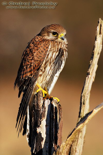 Poštolka obecná (Falco tinnunculus), Foto: Poštolka obecná (Falco tinnunculus), Common Kestrel, Autor: Ondřej Prosický | NaturePhoto.cz, Model: Canon EOS 20D, Objektiv: Canon EF 400mm f/5.6 L USM, Ohnisková vzdálenost (EQ35mm): 640 mm, stativ Gitzo 1227 LVL, Clona: 6.3, Doba expozice: 1/1000 s, ISO: 200, Kompenzace expozice: 0 EV, Blesk: ne, Vytvořeno: 15. dubna 2007 7:46, Workshop Milovy (ČR)