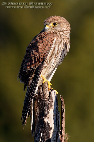 Poštolka obecná (Falco tinnunculus), Poštolka obecná (Falco tinnunculus), Common Kestrel, Autor: Ondřej Prosický | NaturePhoto.cz, Model: Canon EOS 20D, Objektiv: Canon EF 400mm f/5.6 L USM, Ohnisková vzdálenost (EQ35mm): 640 mm, stativ Gitzo 1227 LVL, Clona: 6.3, Doba expozice: 1/640 s, ISO: 200, Kompenzace expozice: 0 EV, Blesk: ne, Vytvořeno: 15. dubna 2007 7:47, Workshop Milovy (ČR)