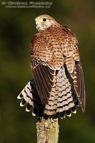 Poštolka obecná (Falco tinnunculus), Fotografie: Poštolka obecná (Falco tinnunculus), Common Kestrel, Autor: Ondřej Prosický | NaturePhoto.cz, Model: Canon EOS 20D, Objektiv: Canon EF 400mm f/5.6 L USM, Ohnisková vzdálenost (EQ35mm): 640 mm, stativ Gitzo 1227 LVL, Clona: 6.3, Doba expozice: 1/500 s, ISO: 100, Kompenzace expozice: 0 EV, Blesk: ne, Vytvořeno: 15. dubna 2007 8:18, Workshop Milovy (ČR)