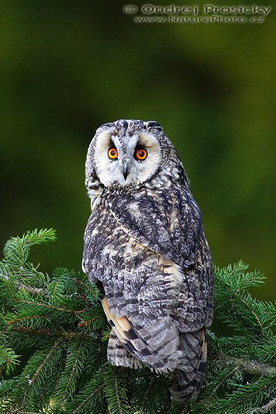 Kalous ušatý (Asio otus), Kalous ušatý (Asio otus), Long-eared Owl, Autor: Ondřej Prosický | NaturePhoto.cz, Model: Canon EOS 20D, Objektiv: Canon EF 400mm f/5.6 L USM, Ohnisková vzdálenost (EQ35mm): 640 mm, stativ Gitzo 1227 LVL, Clona: 5.6, Doba expozice: 1/80 s, ISO: 200, Kompenzace expozice: -1/3 EV, Blesk: ano (externí Sigma EF-500 DG Super, - 2 EV), Vytvořeno: 14. dubna 2007 11:10, Workshop Milovy (ČR)