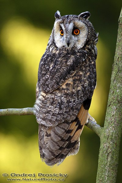 Kalous ušatý (Asio otus), Kalous ušatý (Asio otus), Long-eared Owl, Autor: Ondřej Prosický | NaturePhoto.cz, Model: Canon EOS 20D, Objektiv: Canon EF 400mm f/5.6 L USM, Ohnisková vzdálenost (EQ35mm): 640 mm, stativ Gitzo 1227 LVL, Clona: 5.6, Doba expozice: 1/125 s, ISO: 200, Kompenzace expozice: -1/3 EV, Blesk: ano (externí Sigma EF-500 DG Super, - 2 EV), Vytvořeno: 14. dubna 2007 11:43, Workshop Milovy (ČR)