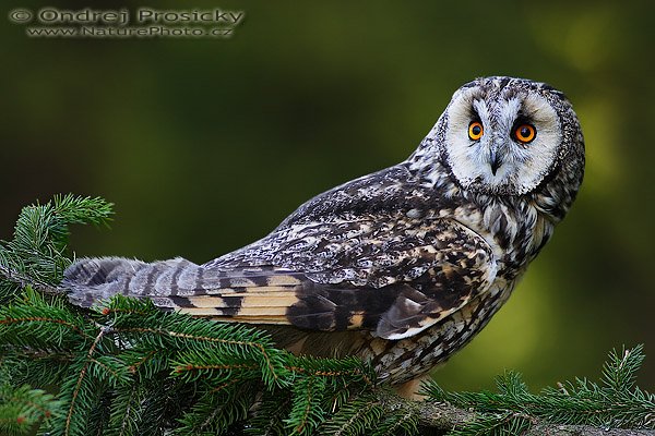 Kalous ušatý (Asio otus), Kalous ušatý (Asio otus), Long-eared Owl, Autor: Ondřej Prosický | NaturePhoto.cz, Model: Canon EOS 20D, Objektiv: Canon EF 400mm f/5.6 L USM, Ohnisková vzdálenost (EQ35mm): 640 mm, stativ Gitzo 1227 LVL, Clona: 5.6, Doba expozice: 1/50 s, ISO: 100, Kompenzace expozice: -1/3 EV, Blesk: ano (externí Sigma EF-500 DG Super, - 2 EV), Vytvořeno: 14. dubna 2007 11:30, Workshop Milovy (ČR)