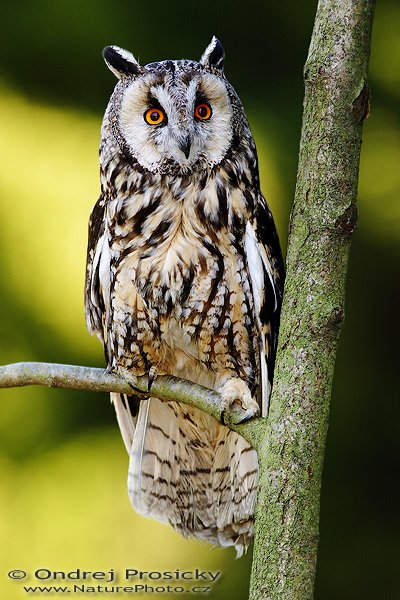 Kalous ušatý (Asio otus), Kalous ušatý (Asio otus), Long-eared Owl, Autor: Ondřej Prosický | NaturePhoto.cz, Model: Canon EOS 20D, Objektiv: Canon EF 400mm f/5.6 L USM, Ohnisková vzdálenost (EQ35mm): 640 mm, stativ Gitzo 1227 LVL, Clona: 5.6, Doba expozice: 1/80 s, ISO: 100, Kompenzace expozice: -1/3 EV, Blesk: ano (externí Sigma EF-500 DG Super, - 2 EV), Vytvořeno: 14. dubna 2007 11:30, Workshop Milovy (ČR)