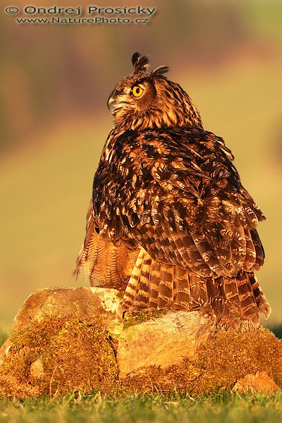 Výr velký (Bubo bubo), Výr velký (Bubo bubo), Autor: Ondřej Prosický | NaturePhoto.cz, Model: Canon EOS 20D, Objektiv: Canon EF 400mm f/5.6 L USM, Ohnisková vzdálenost (EQ35mm): 640 mm, stativ Gitzo 1227 LVL, Clona: 5.6, Doba expozice: 1/250 s, ISO: 200, Kompenzace expozice: +1/3 EV, Blesk: ne, Vytvořeno: 14. dubna 2007 19:19, Workshop Milovy (ČR)