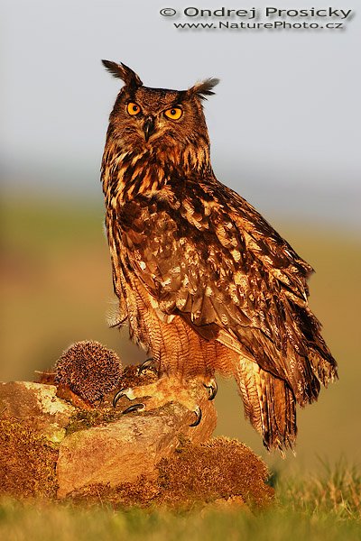 Výr velký (Bubo bubo), Výr velký (Bubo bubo), Autor: Ondřej Prosický | NaturePhoto.cz, Model: Canon EOS 20D, Objektiv: Canon EF 400mm f/5.6 L USM, Ohnisková vzdálenost (EQ35mm): 640 mm, stativ Gitzo 1227 LVL, Clona: 5.6, Doba expozice: 1/250 s, ISO: 100, Kompenzace expozice: +1/3 EV, Blesk: ne, Vytvořeno: 14. dubna 2007 19:12, Workshop Milovy (ČR)