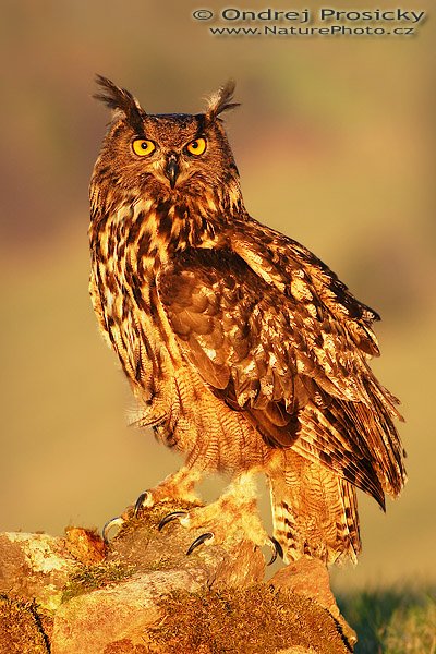 Výr velký (Bubo bubo), Výr velký (Bubo bubo), Autor: Ondřej Prosický | NaturePhoto.cz, Model: Canon EOS 20D, Objektiv: Canon EF 400mm f/5.6 L USM, Ohnisková vzdálenost (EQ35mm): 640 mm, stativ Gitzo 1227 LVL, Clona: 5.6, Doba expozice: 1/250 s, ISO: 100, Kompenzace expozice: +1/3 EV, Blesk: ne, Vytvořeno: 14. dubna 2007 19:12, Workshop Milovy (ČR)