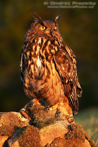 Výr velký (Bubo bubo), Výr velký (Bubo bubo), Autor: Ondřej Prosický | NaturePhoto.cz, Model: Canon EOS 20D, Objektiv: Canon EF 400mm f/5.6 L USM, Ohnisková vzdálenost (EQ35mm): 640 mm, stativ Gitzo 1227 LVL, Clona: 5.6, Doba expozice: 1/100 s, ISO: 200, Kompenzace expozice: +1/3 EV, Blesk: ne, Vytvořeno: 14. dubna 2007 19:28, Workshop Milovy (ČR)