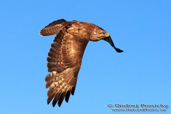 Káně lesní (Buteo buteo), Káně lesní (Buteo buteo), Common Buzzard, Autor: Ondřej Prosický | NaturePhoto.cz, Model: Canon EOS 20D, Objektiv: Canon EF 400mm f/5.6 L USM, Ohnisková vzdálenost (EQ35mm): 640 mm, fotografováno z ruky, Clona: 8, Doba expozice: 1/1600 s, ISO: 400, Kompenzace expozice: 0 EV, Blesk: ne, Vytvořeno: 14. dubna 2007 18:36, sokolnicky vedený dravec, Milovy (ČR)