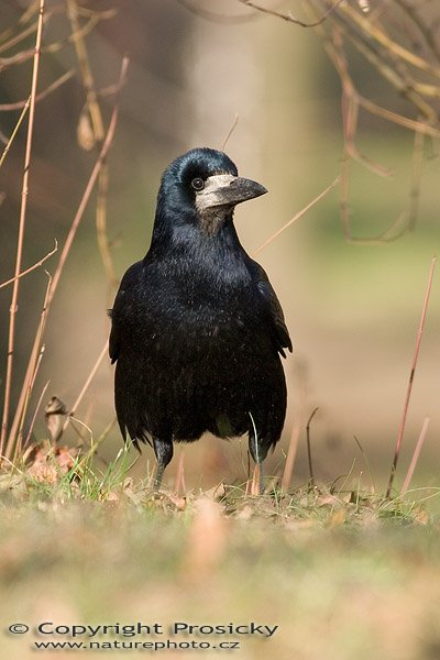 Havran polní (Carvus frugilegus), Havran polní (Carvus frugilegus), Autor: Ondřej Prosický, model aparátu: Canon EOS 300D DIGITAL, objektiv: Canon EF 400mm f/5,6 L USM, monopod Manfrotto 681B, clona: 5,6, doba expozice: 1/250 s, ISO: 400, vyvážení expozice: -1/3, blesk: ne, vytvořeno: 16. ledna 2005 14:09, Praha 10 - Strašnice (ČR)